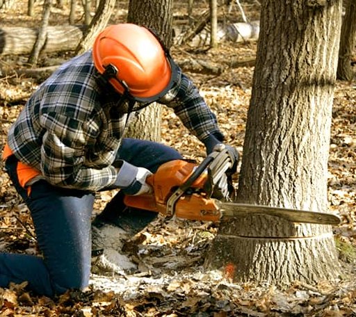 Tree Removal in Weston, PA